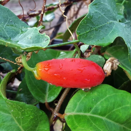 Coccinia - Coccinia grandis - semena coccinie - 4 ks