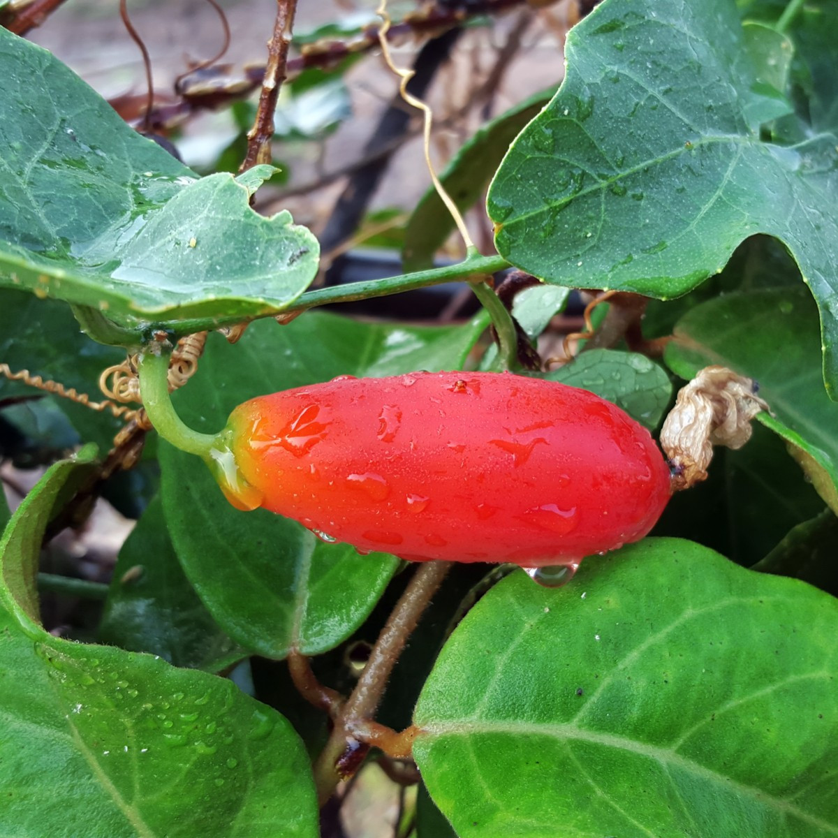 Coccinia - Coccinia grandis - semena coccinie - 4 ks