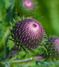 Ostropes trubil - Onopordum acanthium - semena ostropse - 60 ks