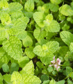 Alma menta – Mentha rotundifolia – mentamagok – 50 db