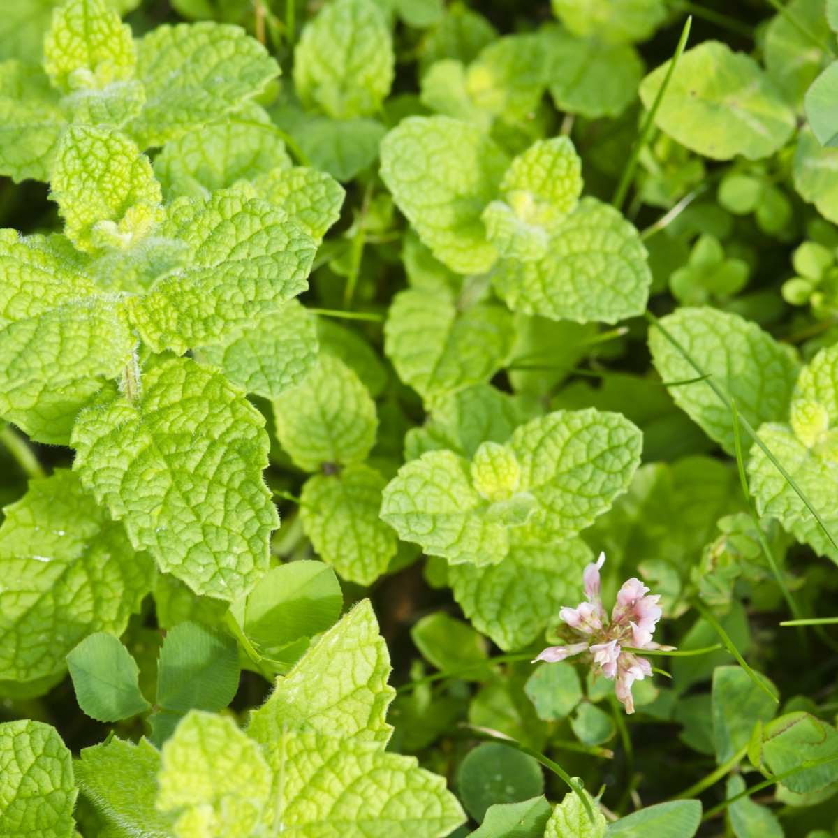 Máta jablečná - Mentha rotundifolia - semena máty - 25 ks