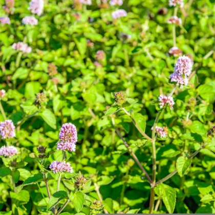 Máta vodní - Mentha aquatica - semena máty - 30 ks