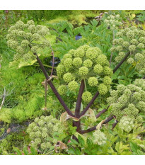 Andělika lékařská - Archangelica officinalis - semena anděliky - 70 ks