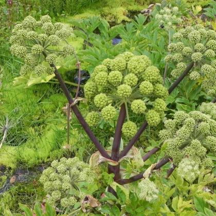 Andělika lékařská - Archangelica officinalis - semena anděliky - 70 ks