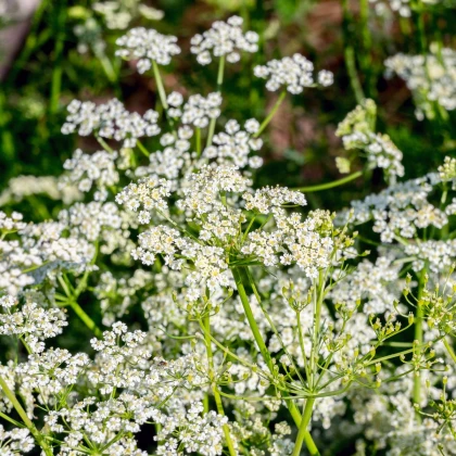 Kmín římský - Cuminum cyminum - semena kmínu - 40 ks
