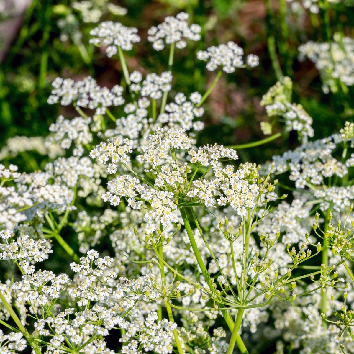 Kmín římský - Cuminum cyminum - semena kmínu - 40 ks