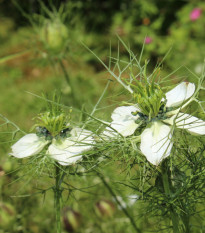 Černucha setá - Kmín černý - Nigella sativa - semena kmínu - 25 ks