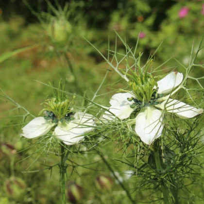 Černucha setá - Kmín černý - Nigella sativa - semena kmínu - 25 ks