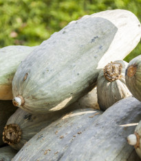 Tykev Blue Banana - Cucurbita maxima - semena tykve - 5 ks