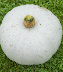 Tykev Crown Prince F1 - Cucurbita maxima - semena tykve - 5 ks