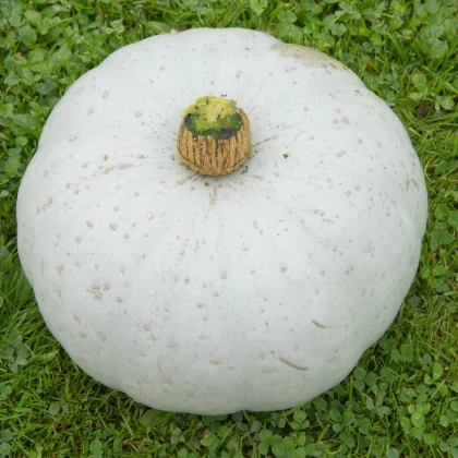 Tykev Crown Prince F1 - Cucurbita maxima - semena tykve - 5 ks