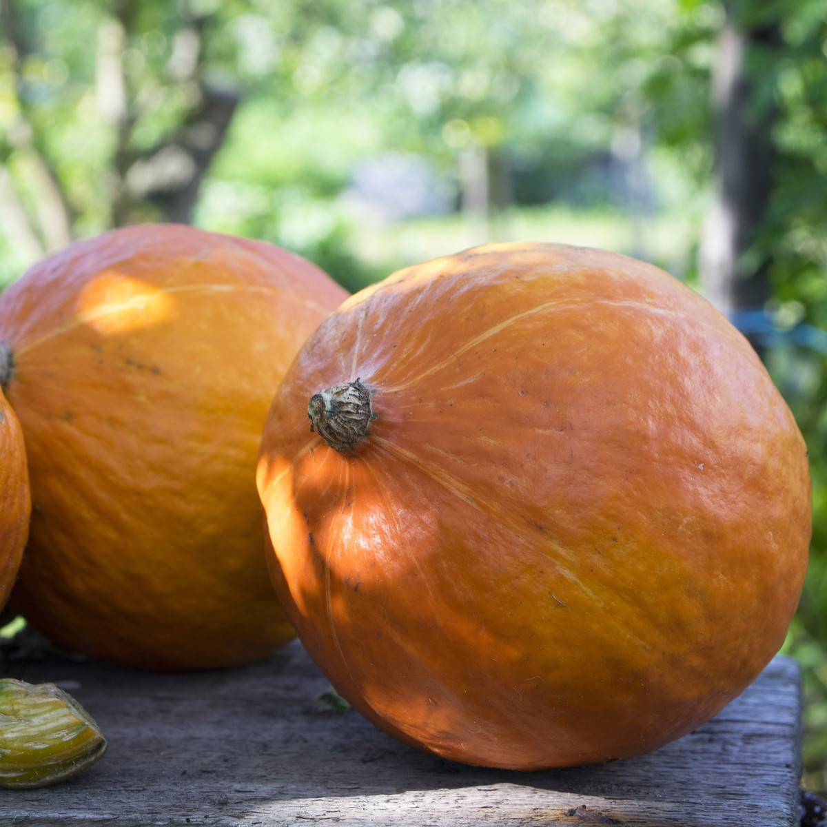 Uchiki Kuri tök – Cucurbita pepo – tökmag
