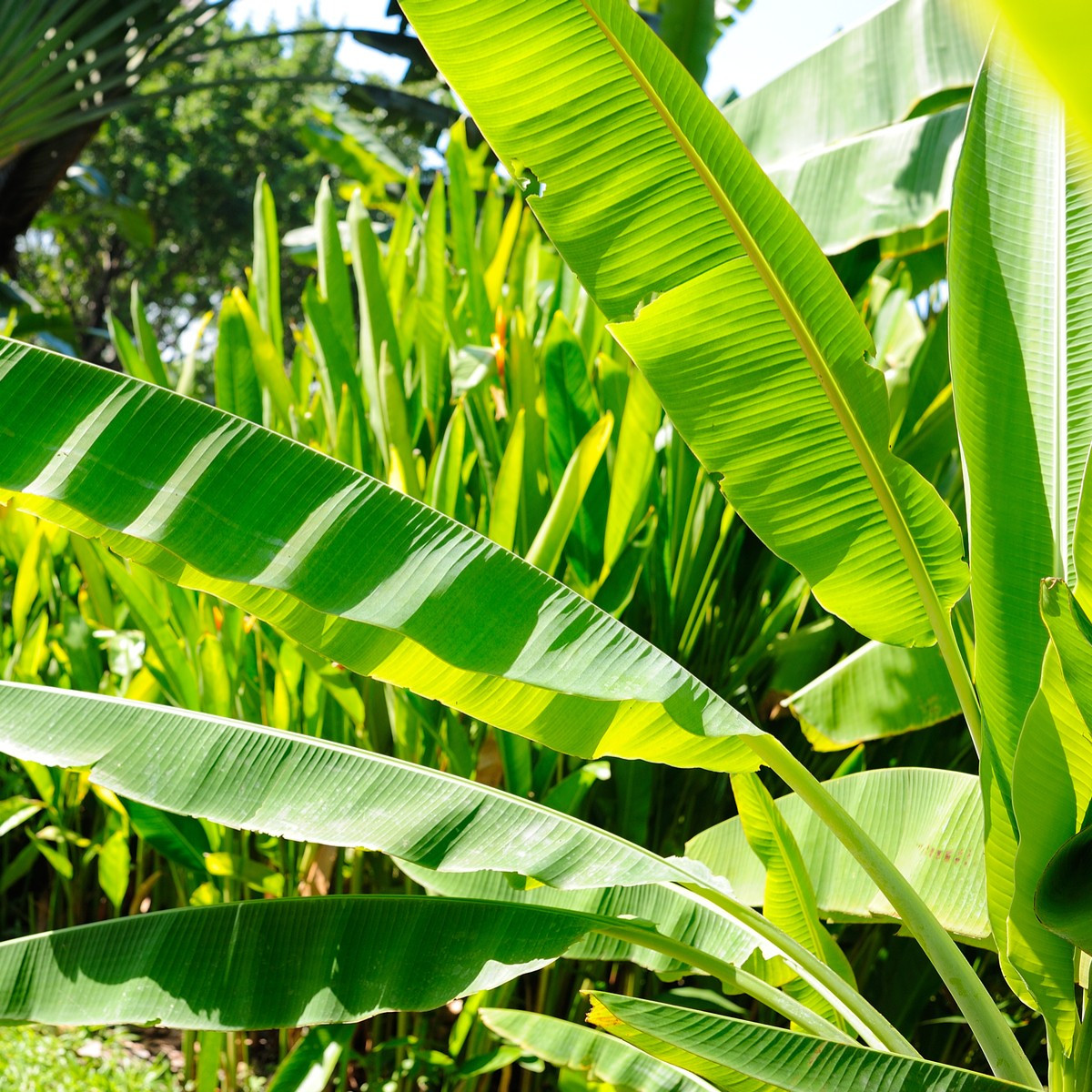 Banánovník Cheesmanii - Musa cheesmanii - semena banánovníku - 3 ks