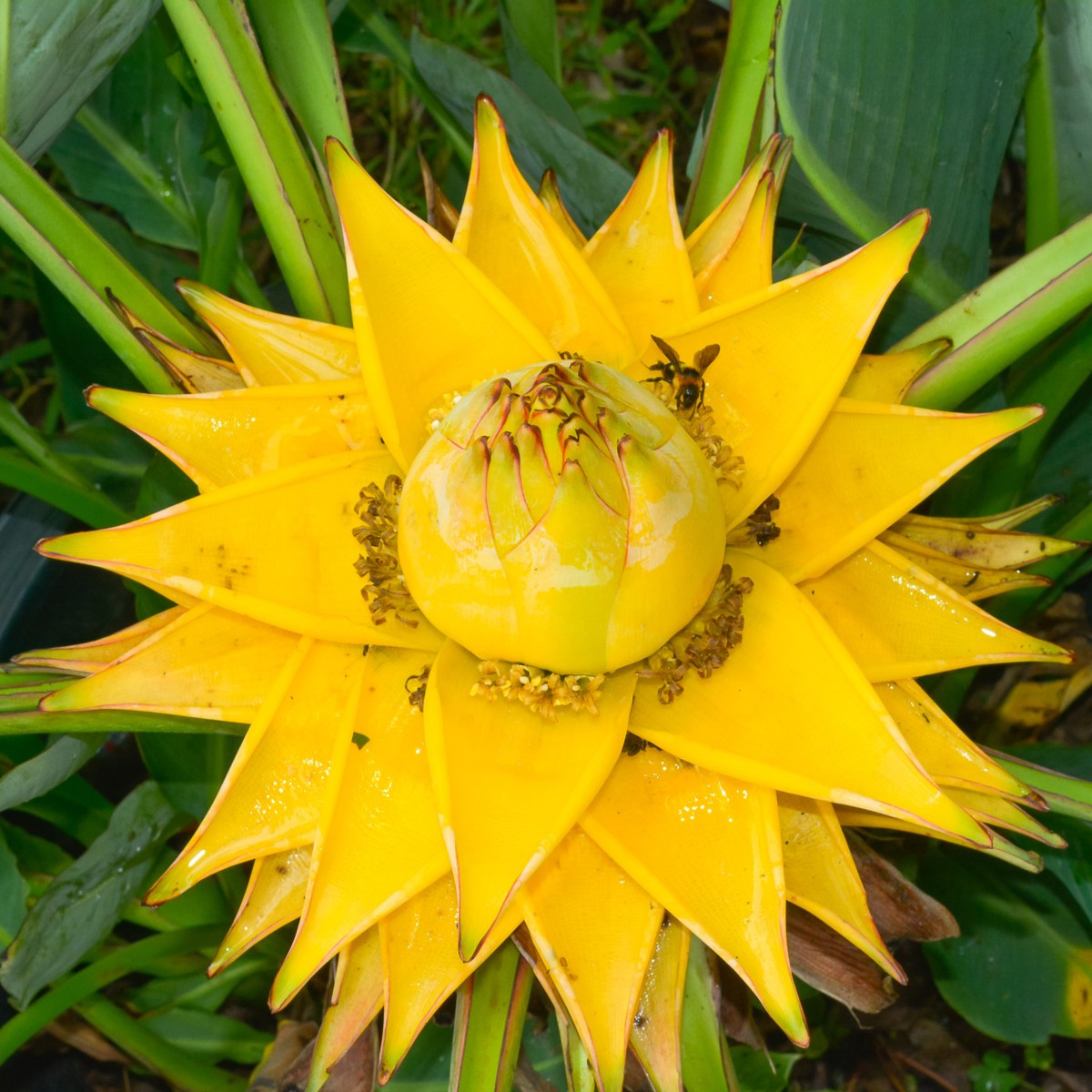 Banánovník sněžný - Ensete glaucum - semena banánovníku - 3 ks