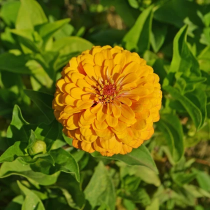 Ostálka jiřinkokvětá žlutá - Zinnia elegans - semena ostálky - 50 ks