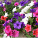 Petúnie velkokvětá převislá mix barev - Petunia hybrida pendula - semena petúnie -150 ks