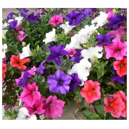 Petúnie velkokvětá převislá mix barev - Petunia hybrida pendula - semena petúnie -150 ks