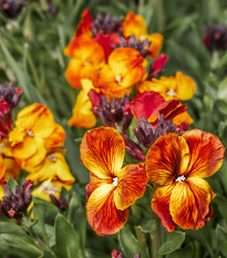 Chejr vonný - Cheiranthus cheiri - semena chejru - 500 ks