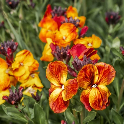 Chejr vonný - Cheiranthus cheiri - semena chejru - 500 ks