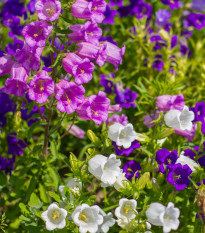 Zvonek plnokvětý - Campanula medium - semena zvonku - 400 ks