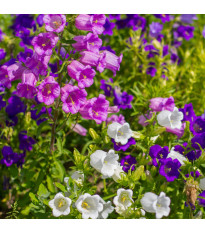 Zvonek plnokvětý - Campanula medium - semena zvonku - 400 ks