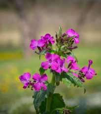 Měsíčnice dvouletá fialová - Lunaria biennis - semena měsíčnice - 50 ks