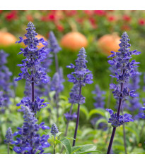 Šalvěj pomoučená modrá - Salvia farinacea - semena šalvěje - 60 ks