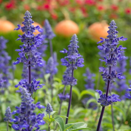 Šalvěj pomoučená modrá - Salvia farinacea - semena šalvěje - 60 ks