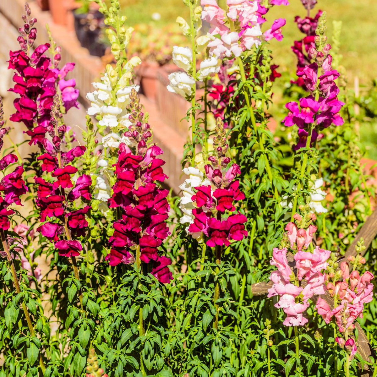 Hledík největší směs - Antirrhinum maximum mix - semena hledíku - 400 ks