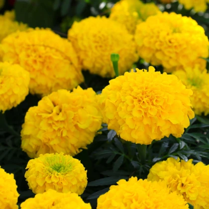 Aksamitník vzpřímený nízký Cupido - Tagetes erecta nana - semena aksamitníku - 0,3 g
