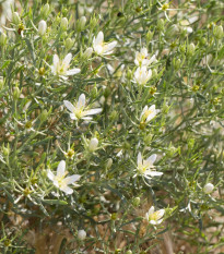 Routa stepní - Peganum harmala - semena routy - 30 ks