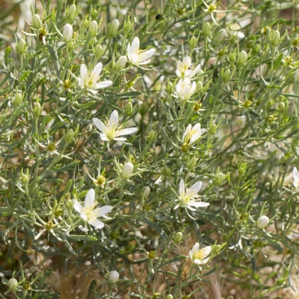 Routa stepní - Peganum harmala - semena routy - 30 ks