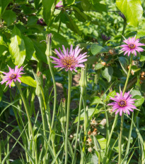 Kozí brada fialová - Tragopogon porrifolius - semena kozí brady - 90 ks