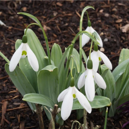 Sněženka Elwésova - Galanthus elwesii - cibule sněženky - 3 ks
