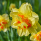 Narcis Tahiti - Narcissus - cibule narcisu - 3 ks