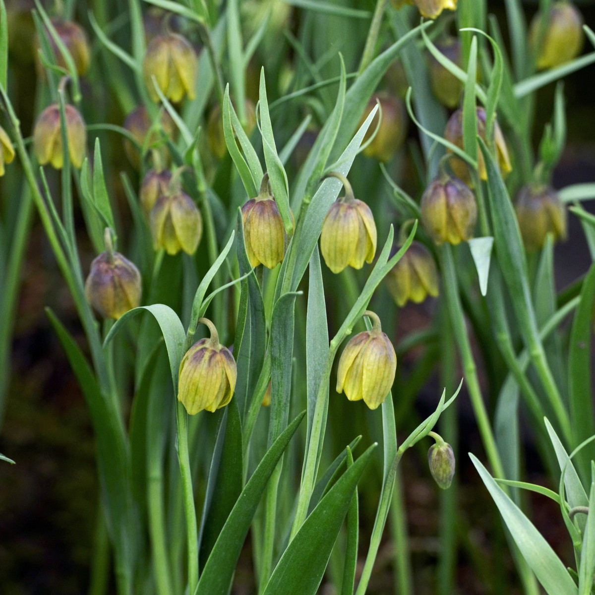 Řebčík Uva vulpis - Fritillaria - cibule řebčíku - 5 ks