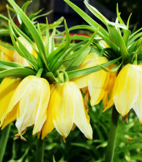 Řebčík královský Lutea - Fritillaria imperialis - cibule řebčíku - 1 ks