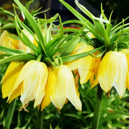 Řebčík královský Lutea - Fritillaria imperialis - cibule řebčíku - 1 ks