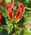 Glorióza Popínavá - Gloriosa rotschildana - cibuloviny - 1 ks