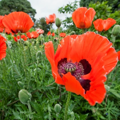 Mák východní Scharlach - Papaver orientale - semena máku - 400 ks