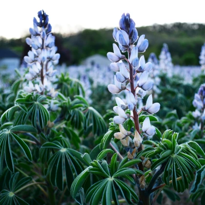 Lupina úzkolistá modrá - Lupinus angustifolia - semena lupiny - 20 ks