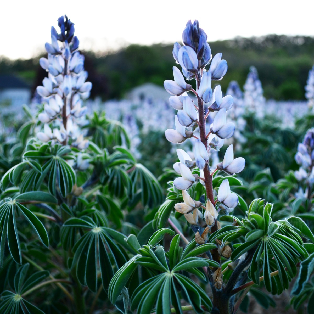Lupina úzkolistá modrá - Lupinus angustifolia - semena lupiny - 20 ks