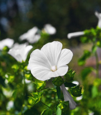 Slézovec tříměsíční Mont Blanc - Lavatara trimestris - semena slézovce - 80 ks