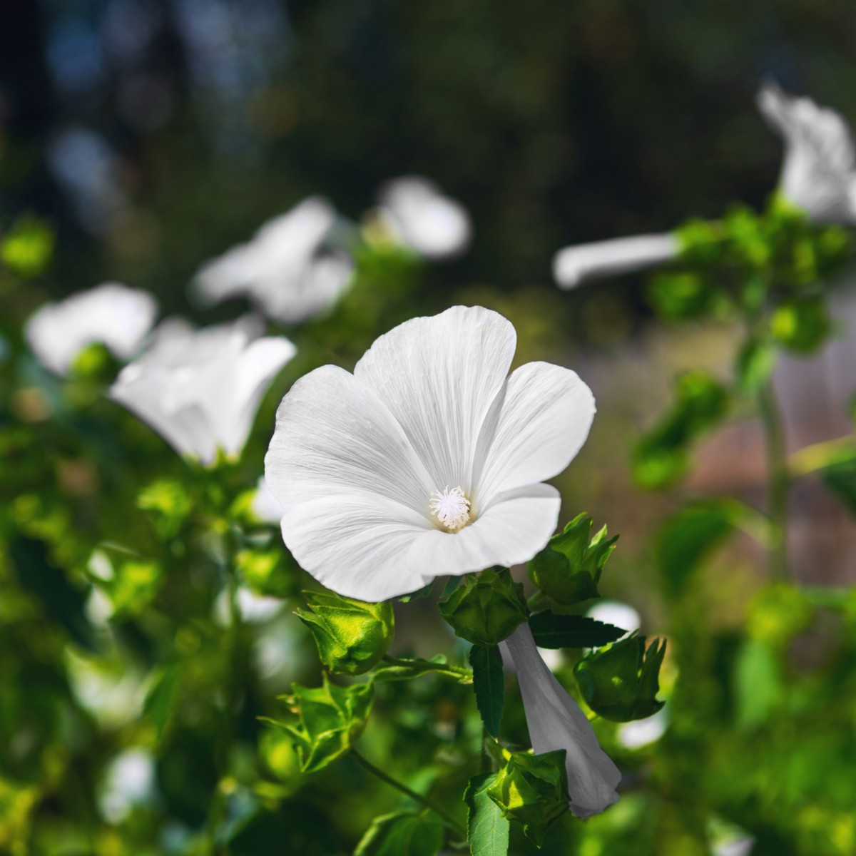 Slézovec tříměsíční Mont Blanc - Lavatara trimestris - semena slézovce - 80 ks