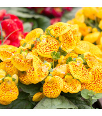 Pantoflíček celolistý - Calceolaria integrifolia - semena pantoflíčku - 5 ks