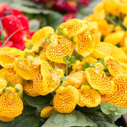 Pantoflíček celolistý - Calceolaria integrifolia - semena pantoflíčku - 5 ks