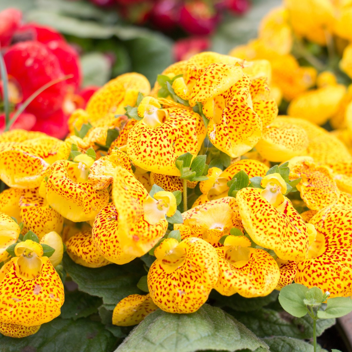 Pantoflíček celolistý - Calceolaria integrifolia - semena pantoflíčku - 5 ks
