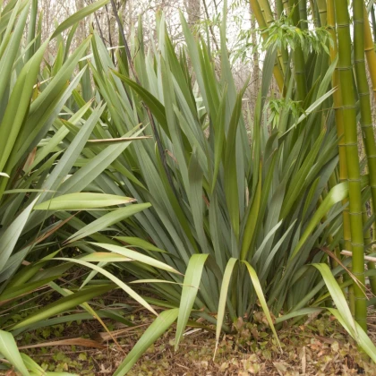 Lenovník obecný - Len Novozélandský - Phormium tenax - semena lenovníku - 6 ks