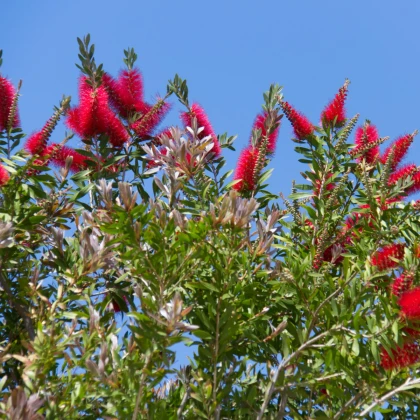 Štětkovec - Callistemon citrinus - semena štětkovce - 10 ks