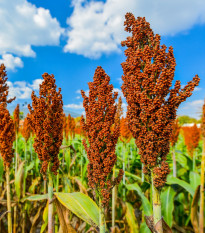 Közönséges cirok – Sorghum bicolor – cirok magok – 100 db